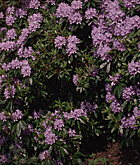 FPBR0735.png